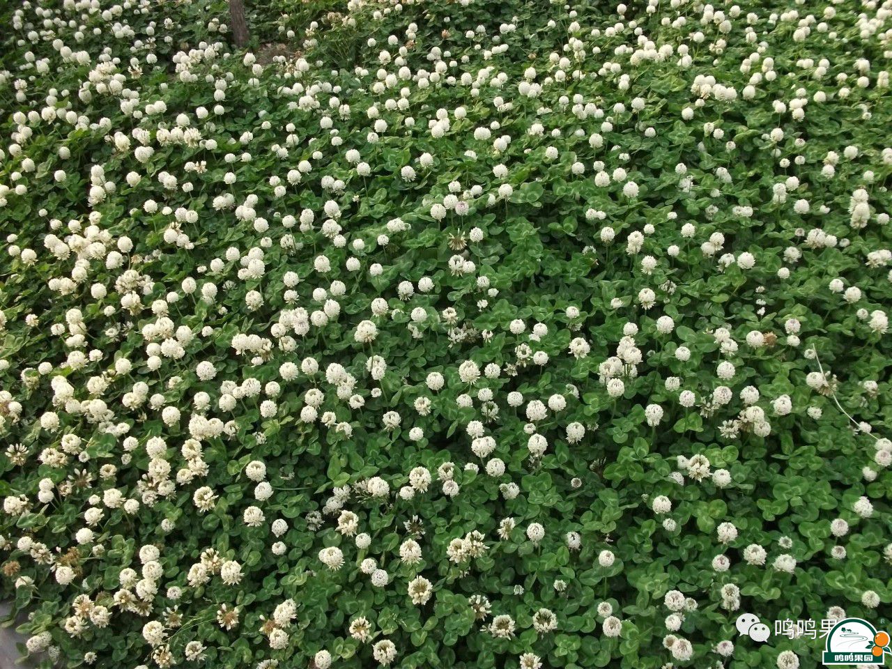 浅谈果园生草栽培技术 - 沃柑种植_沃柑种植技术 - 广西鸣鸣果园集团