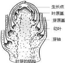 花的形成过程