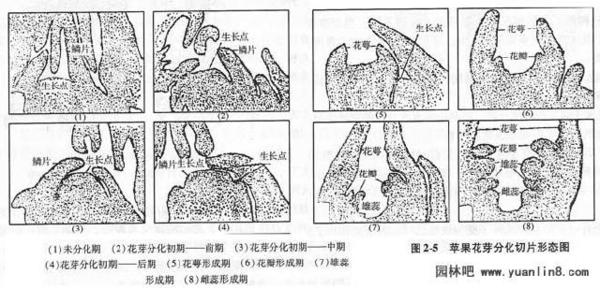 花瓣的生长形成