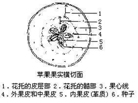 苹果的横截面