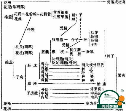 花如何变成水果的