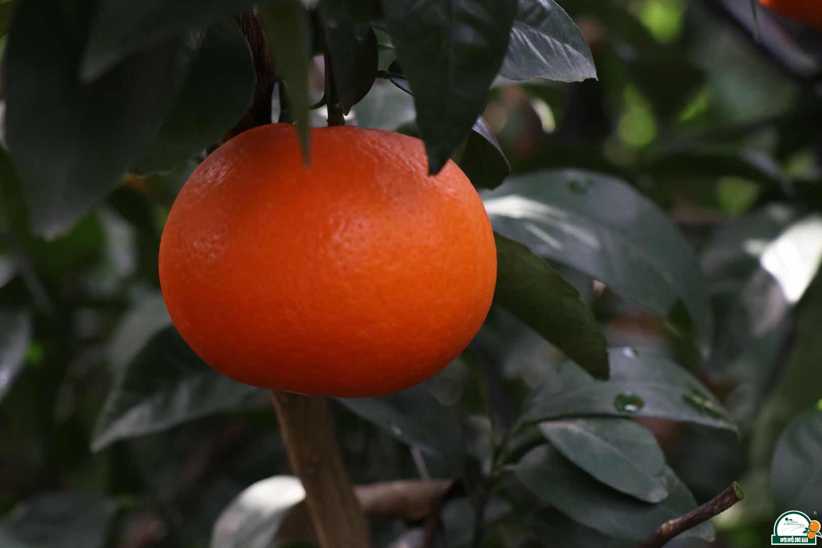 武鸣沃柑种植技术