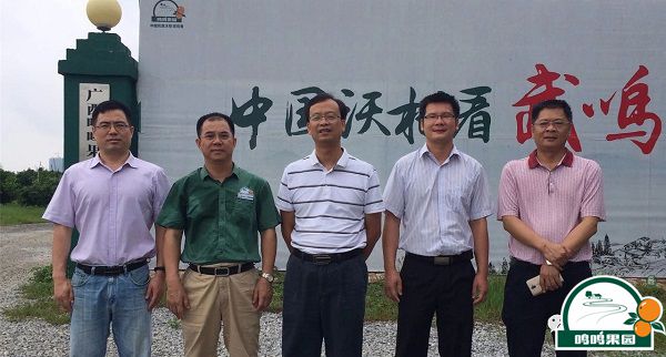 广西农村投资集团副总经理莫菲城（中）一行与鸣鸣果园管理人员合影