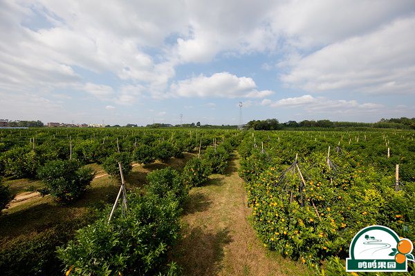 鸣鸣果园武鸣沃柑种植基地