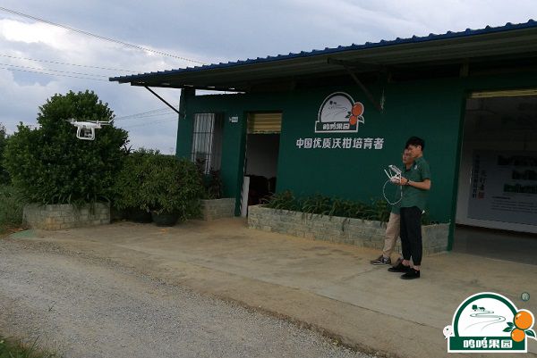 鸣鸣果园技术人员利用无人机采集数据