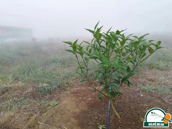 武鸣沃柑定值管理