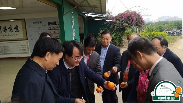 视察组品尝鸣鸣果园沃柑