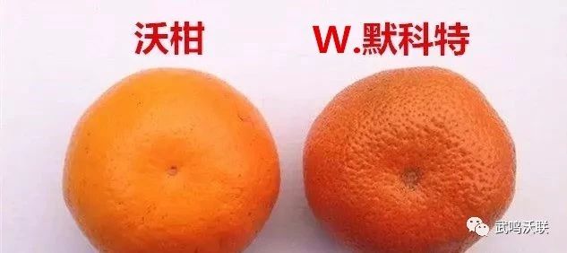 沃柑与W.默科特的区别