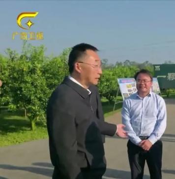 产业兴旺 | 广西壮族自治区党委书记刘宁莅临鸣鸣果园调研